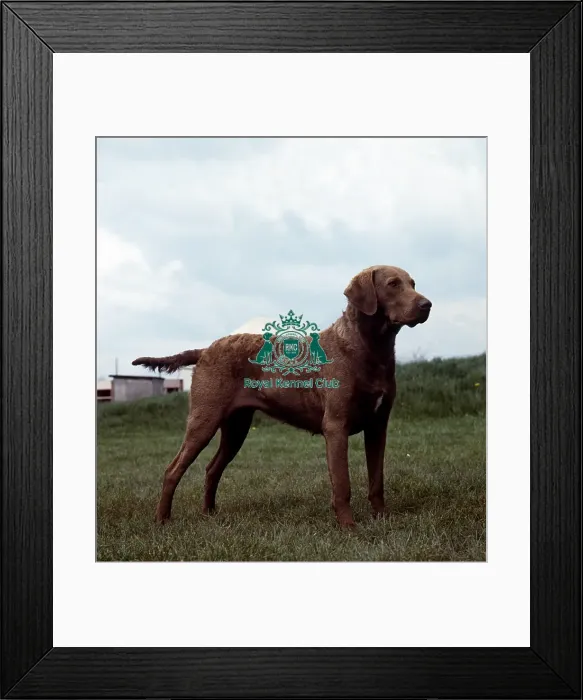 Framed Print : Retriever (Chesapeake Bay) Framed Print : Retriever (Chesapeake Bay)