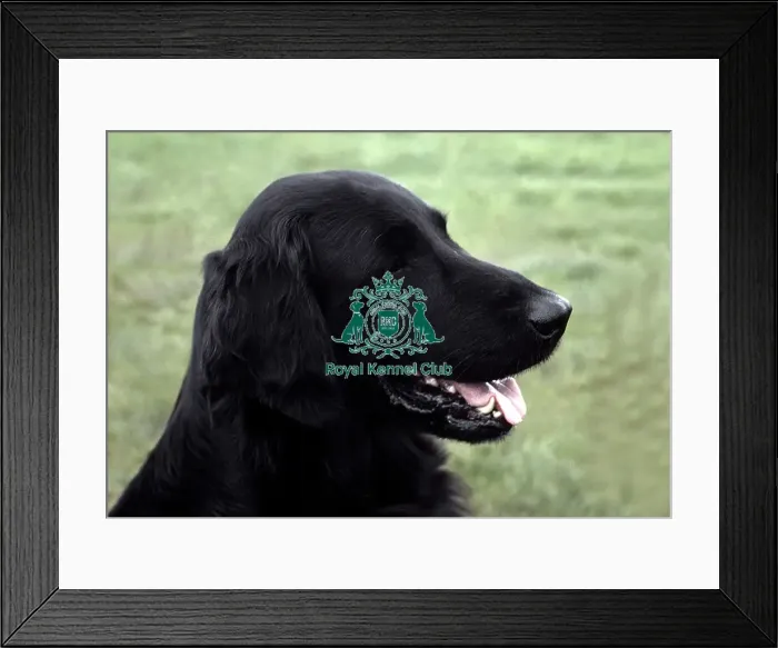 Framed Print : Retriever (Flatcoated) Framed Print : Retriever (Flatcoated)