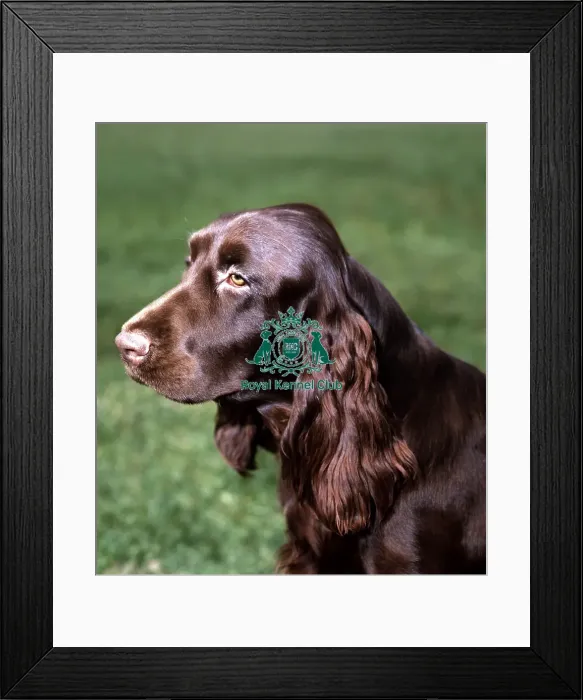 Framed Print : Spaniel (Field) Framed Print : Spaniel (Field)