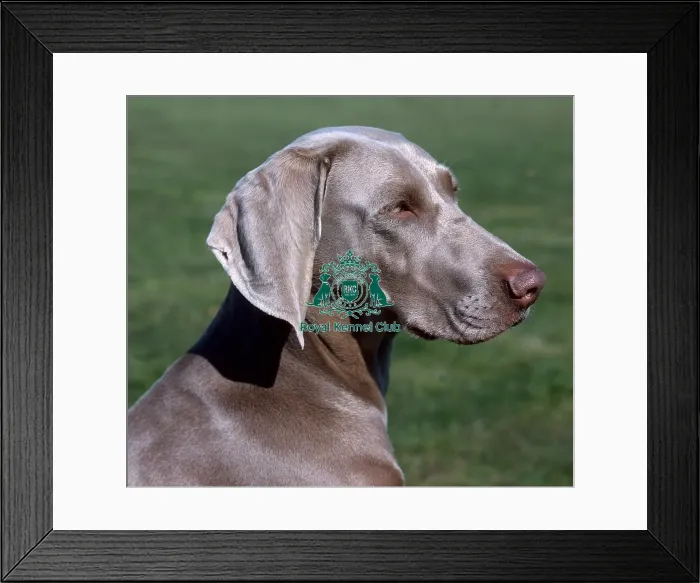 Framed Print : Weimaraner Framed Print : Weimaraner
