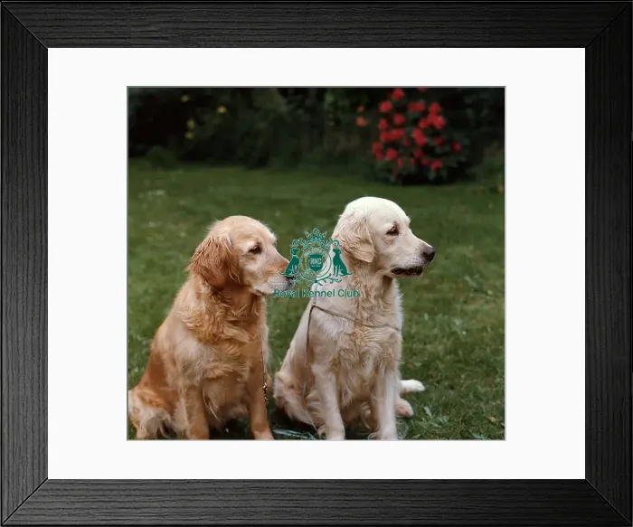Framed Print : Retriever (Golden) Framed Print : Retriever (Golden)