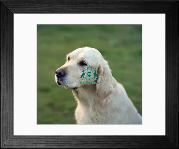 Framed Print : Retriever (Golden)