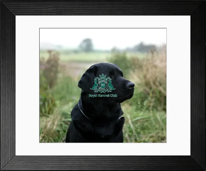 Framed Print : Retriever (Labrador)