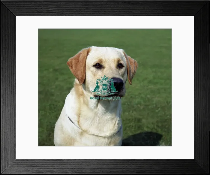Framed Print : Retriever (Labrador) Framed Print : Retriever (Labrador)