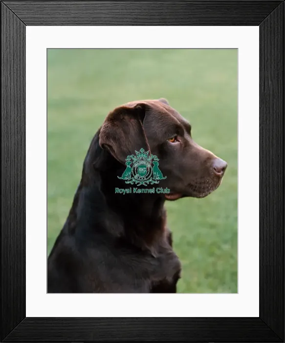 Framed Print : Retriever (Labrador)