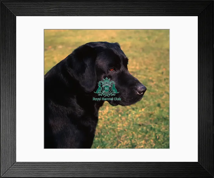 Framed Print : Retriever (Labrador)