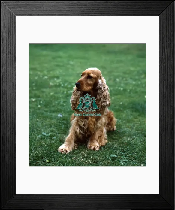 Framed Print : Spaniel (Cocker) Framed Print : Spaniel (Cocker)