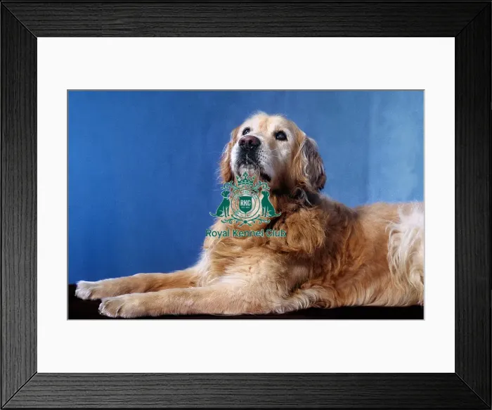 Framed Print : Retriever (Golden)