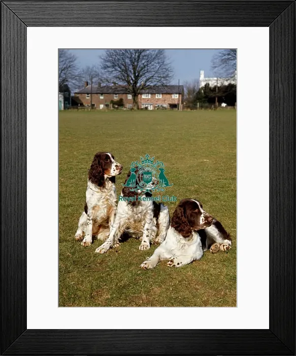 Framed Print : Spaniel (English Springer) Framed Print : Spaniel (English Springer)