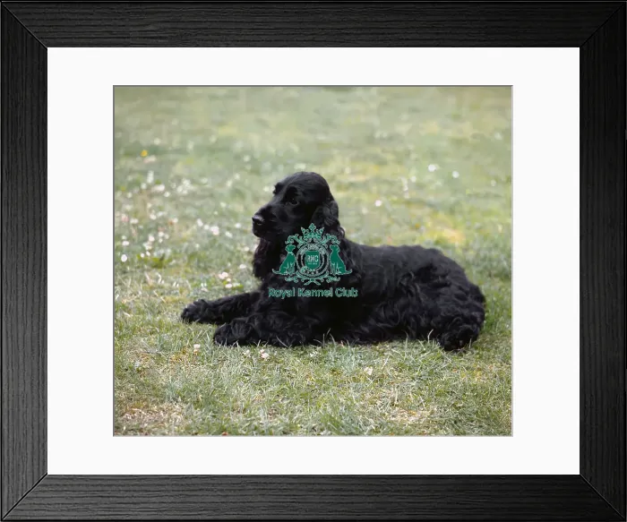 Framed Print : Spaniel (Cocker) Framed Print : Spaniel (Cocker)