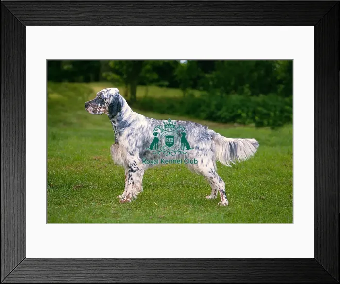 Framed Print : English Setter Framed Print : English Setter