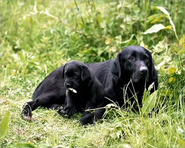 Retriever (Labrador) and puppy