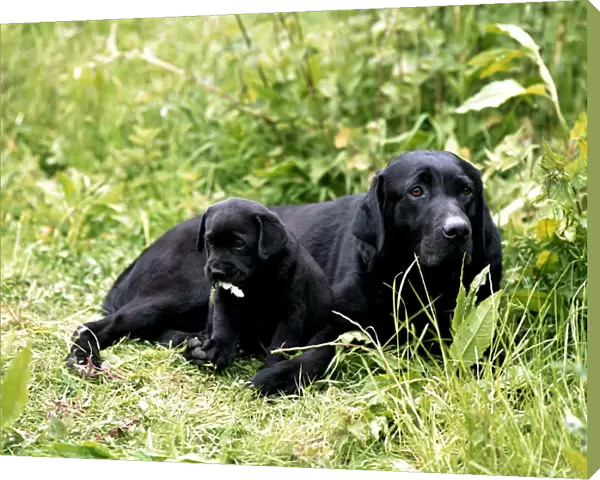 Retriever (Labrador) and puppy