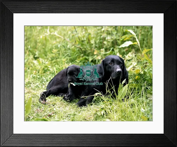Framed Print : Retriever (Labrador) and puppy Framed Print : Retriever (Labrador) and puppy