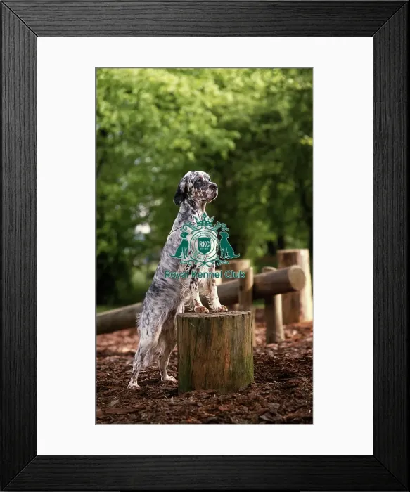 Framed Print : English Setter