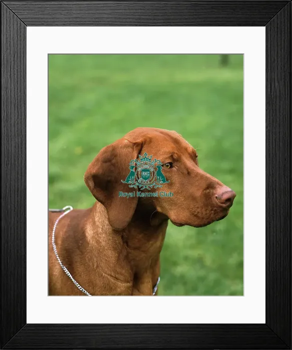 Framed Print : Hungarian Vizsla Framed Print : Hungarian Vizsla