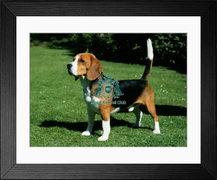 Framed Print : Beagle Framed Print : Beagle