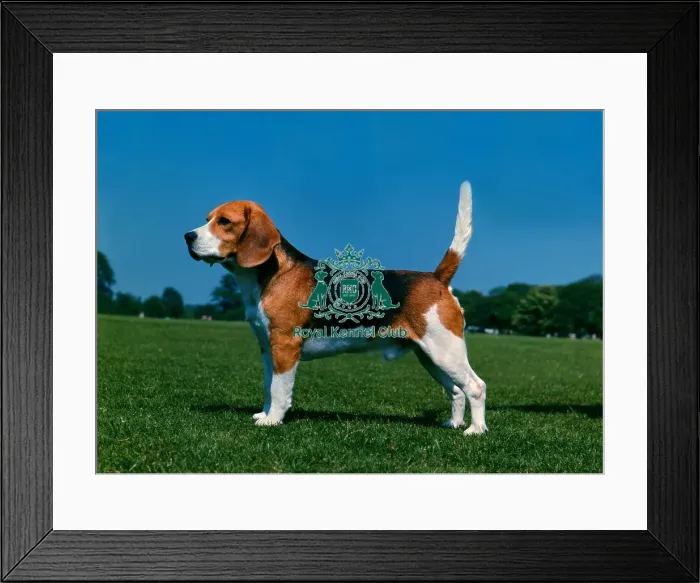Framed Print : Beagle Framed Print : Beagle