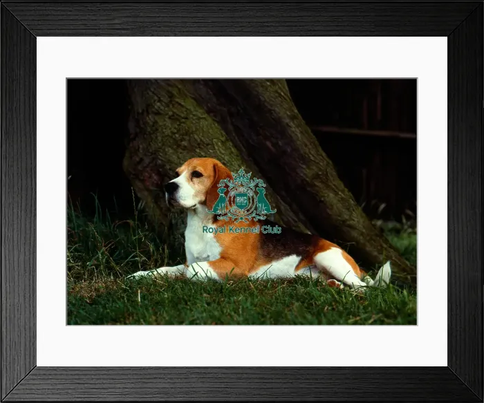 Framed Print : Beagle