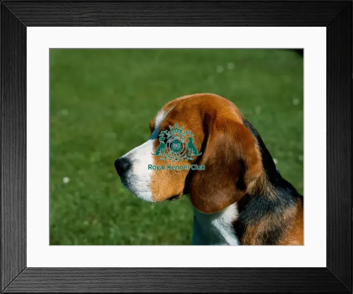 Framed Print : Beagle Framed Print : Beagle