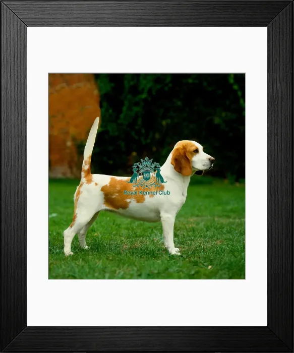 Framed Print : Beagle Framed Print : Beagle