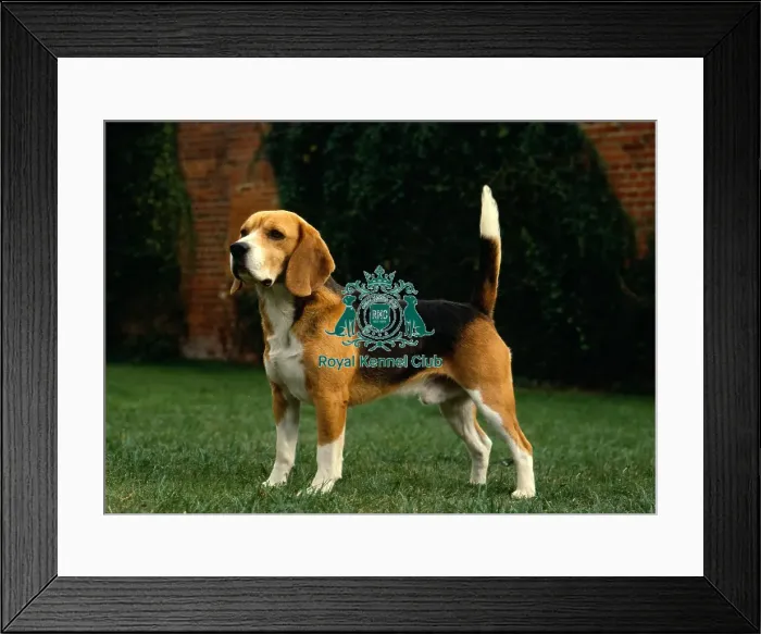 Framed Print : Beagle Framed Print : Beagle