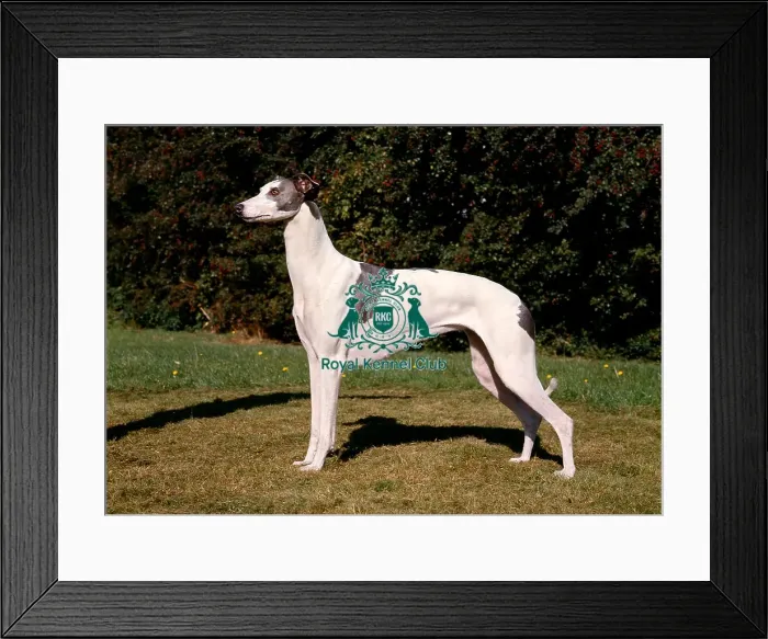 Framed Print : Greyhound Framed Print : Greyhound