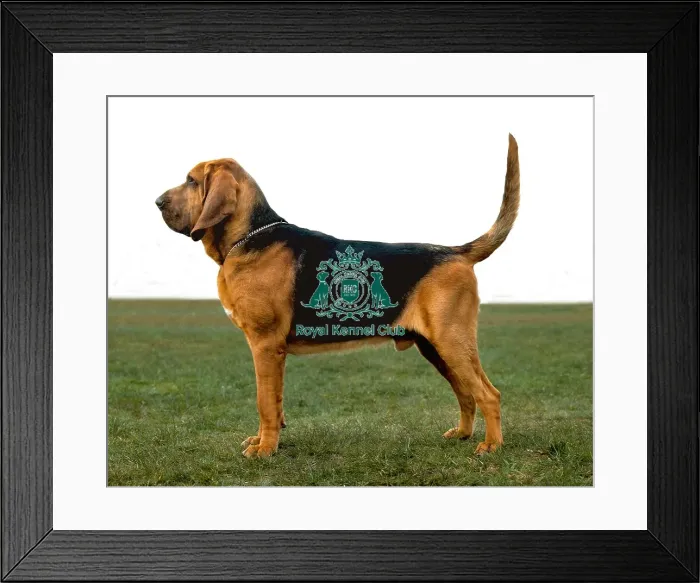 Framed Print : Bloodhound