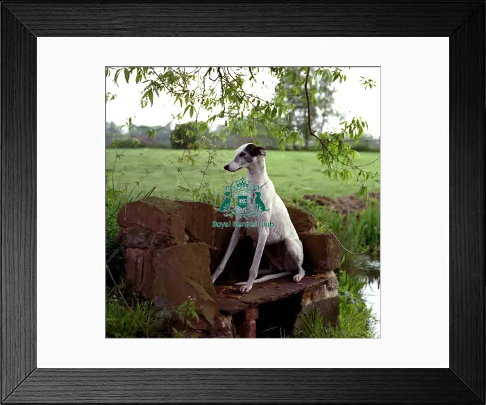 Framed Print : Greyhound