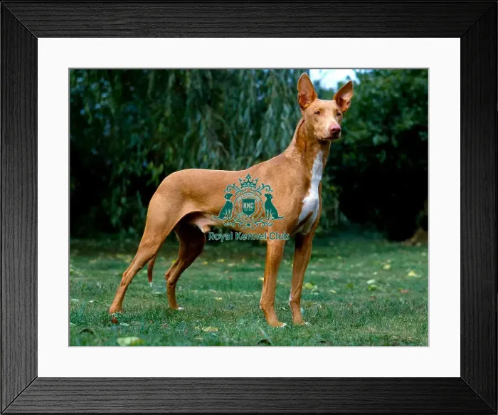 Framed Print : Pharaoh Hound Framed Print : Pharaoh Hound