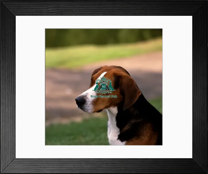 Framed Print : Hamiltonstovare Framed Print : Hamiltonstovare