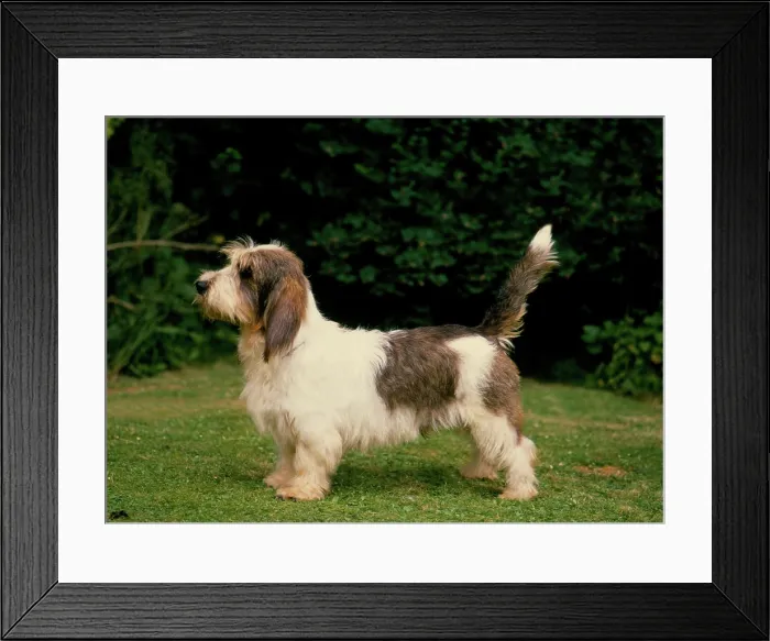 Framed Print : Basset Griffon Vendeen-Petit