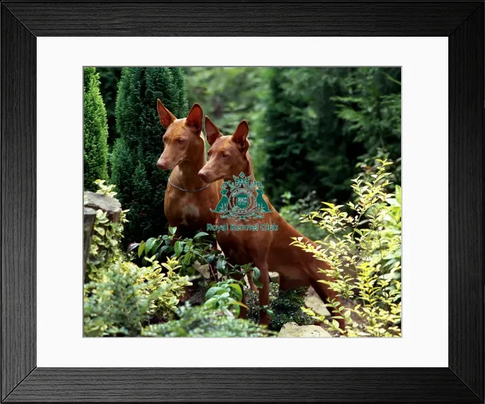 Framed Print : Pharaoh Hound Framed Print : Pharaoh Hound