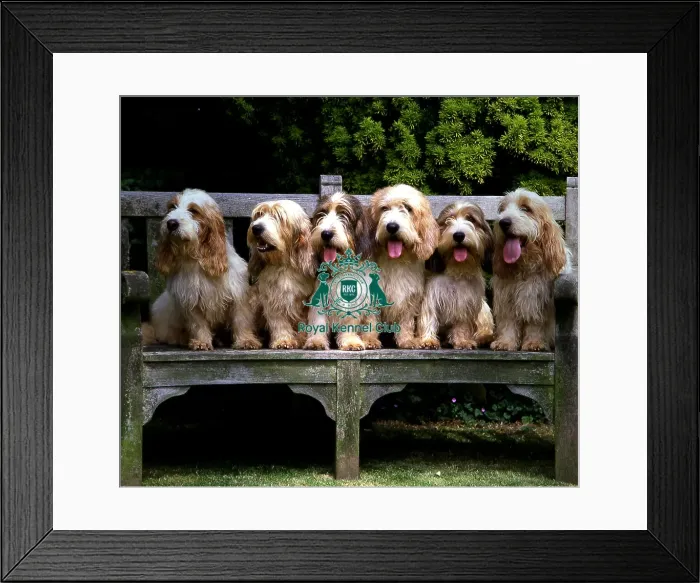 Framed Print : Basset Griffon Vendeen (Petit) Framed Print : Basset Griffon Vendeen (Petit)