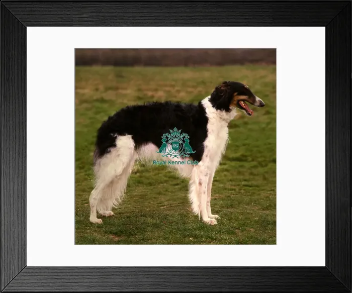 Framed Print : Borzoi Framed Print : Borzoi