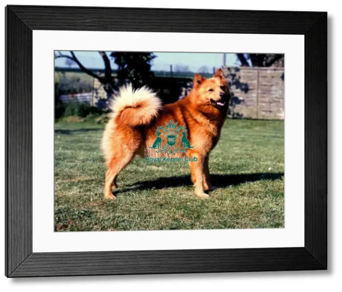 Framed Print : Finnish Spitz Framed Print : Finnish Spitz