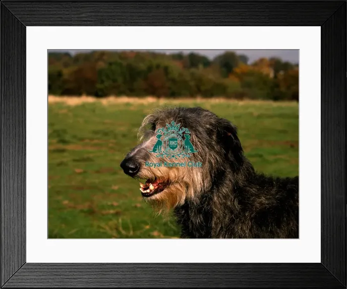 Framed Print : Deerhound