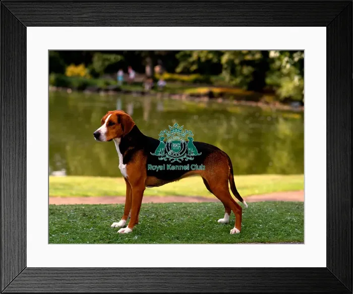 Framed Print : Hamiltonstovare Framed Print : Hamiltonstovare