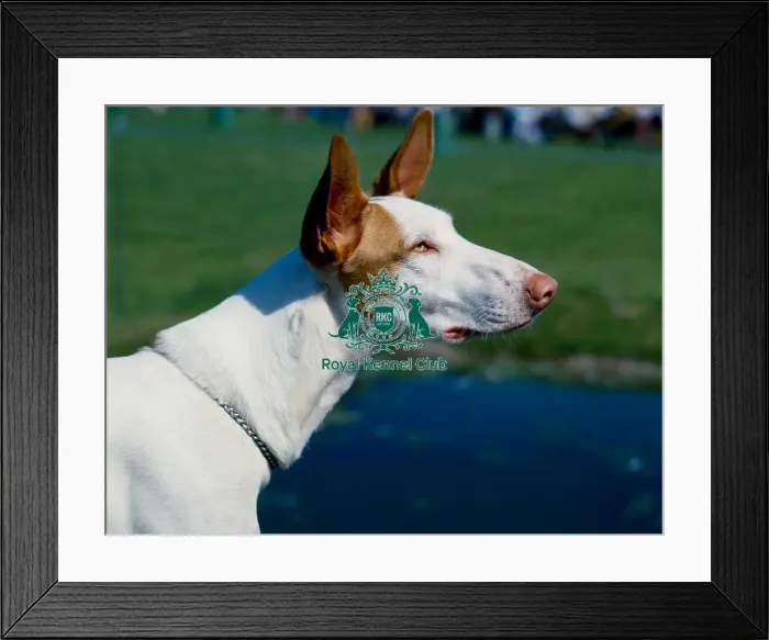 Framed Print : Ibizan Hound Framed Print : Ibizan Hound