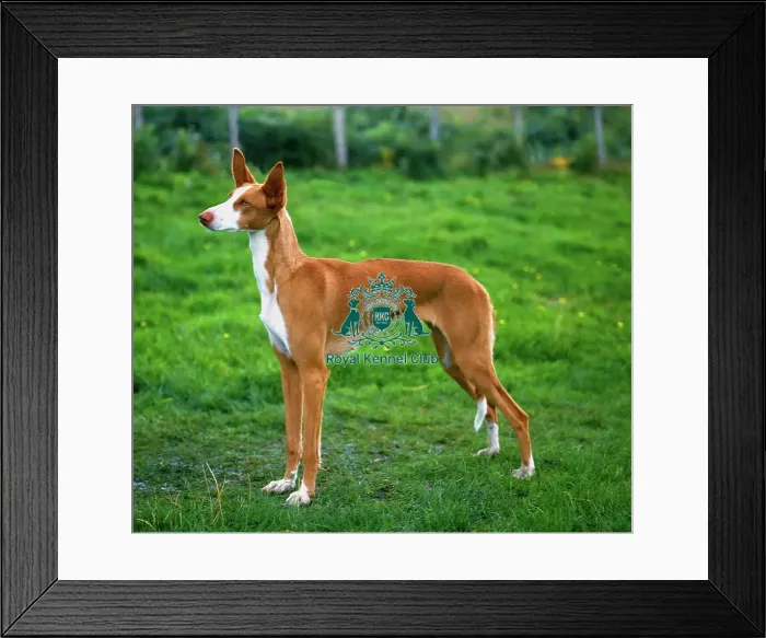 Framed Print : Ibizan Hound Framed Print : Ibizan Hound