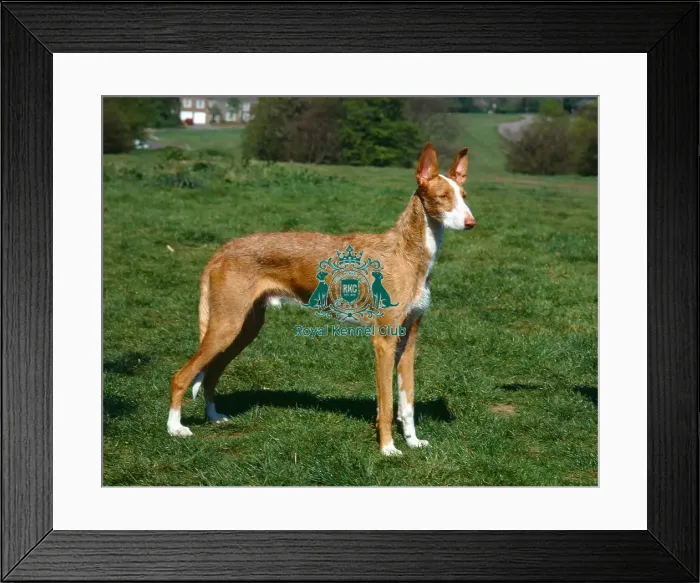 Framed Print : Ibizan Hound Framed Print : Ibizan Hound