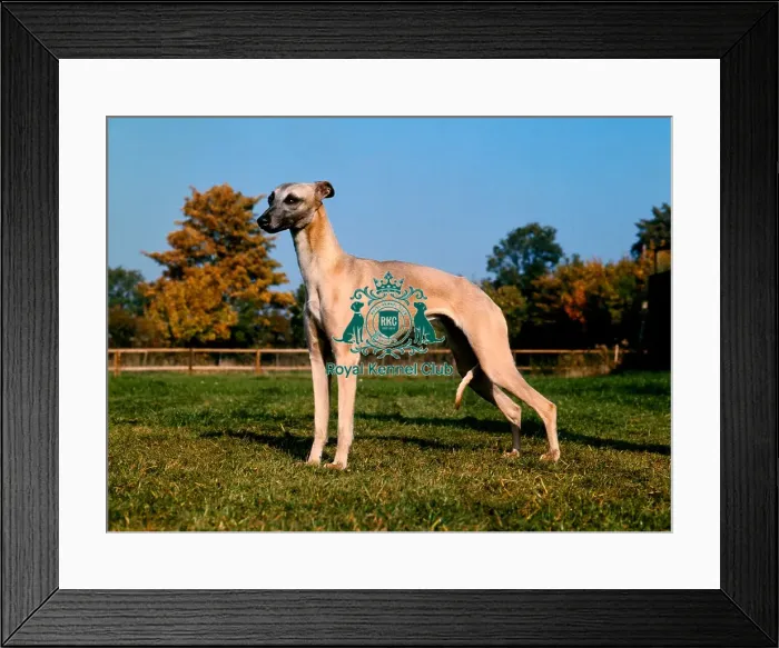 Framed Print : Whippet