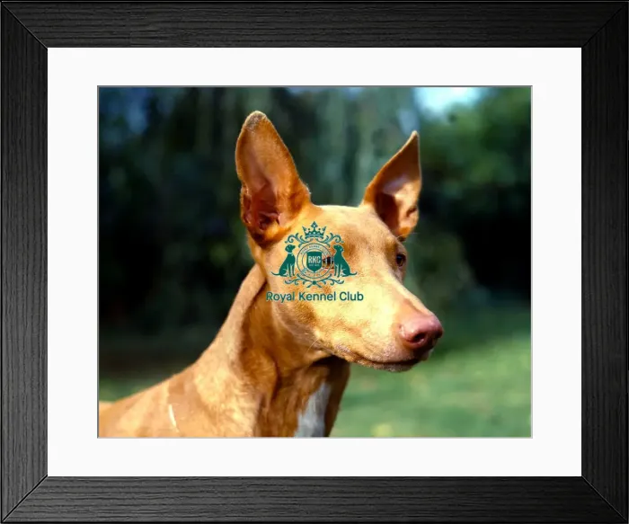 Framed Print : Pharaoh Hound Framed Print : Pharaoh Hound