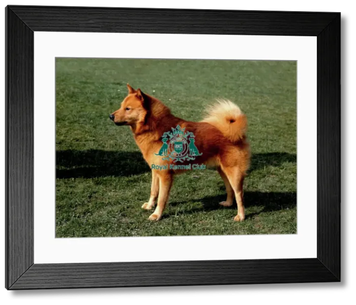 Framed Print : Finnish Spitz Framed Print : Finnish Spitz