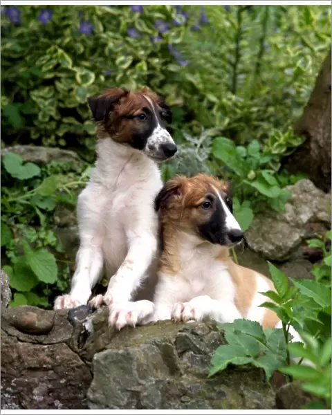 Borzoi Puppies