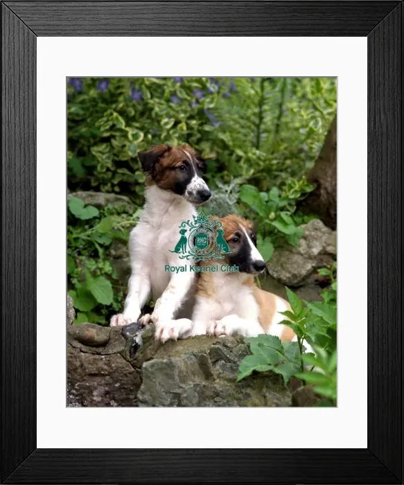 Framed Print : Borzoi Puppies Framed Print : Borzoi Puppies