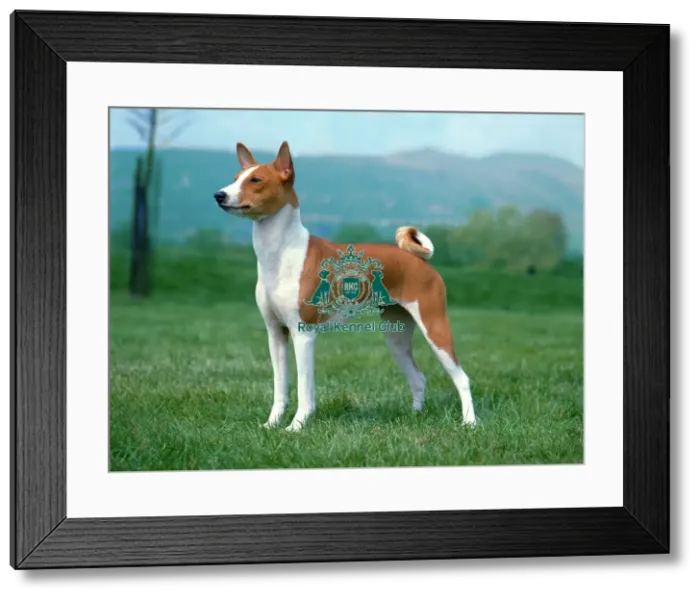 Framed Print : Basenji Framed Print : Basenji