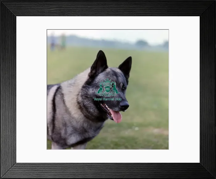 Framed Print : Norwegian Elkhound Framed Print : Norwegian Elkhound
