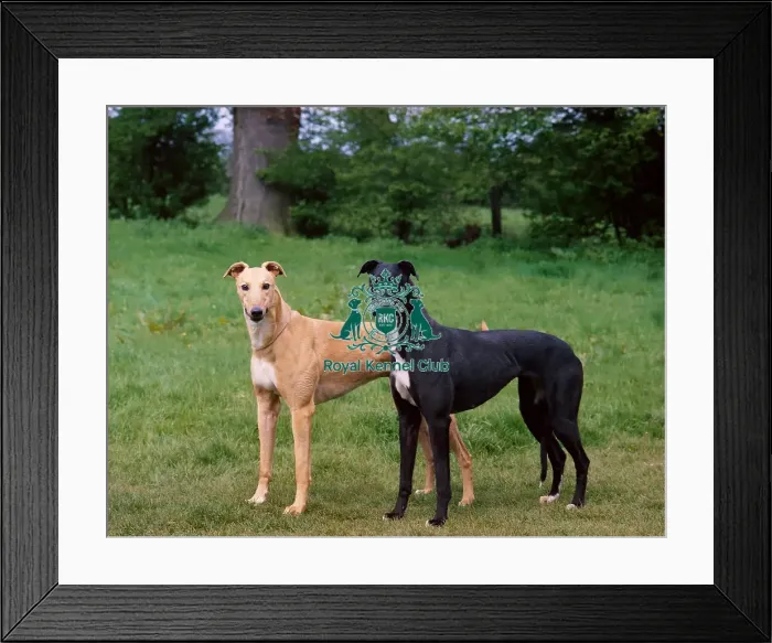 Framed Print : Greyhounds
