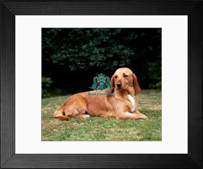 Framed Print : Basset Fauve de Bretagne Framed Print : Basset Fauve de Bretagne